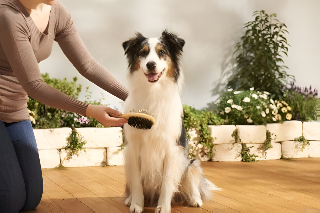 Essential Grooming Tools for Pets