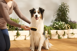 Essential Grooming Tools for Pets