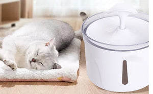 Revolutionize Your Pet's Drinking Experience