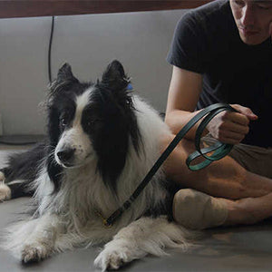 Discover the Ultimate Leather Pet Traction Strap