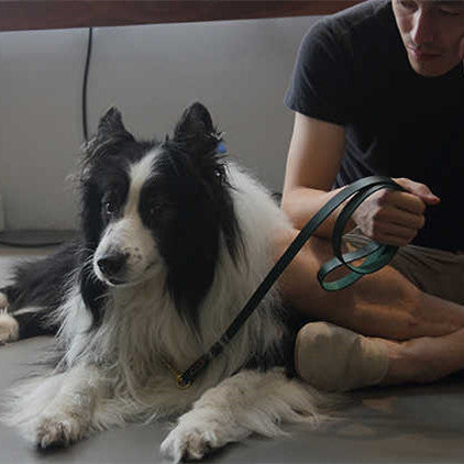 Discover the Ultimate Leather Pet Traction Strap