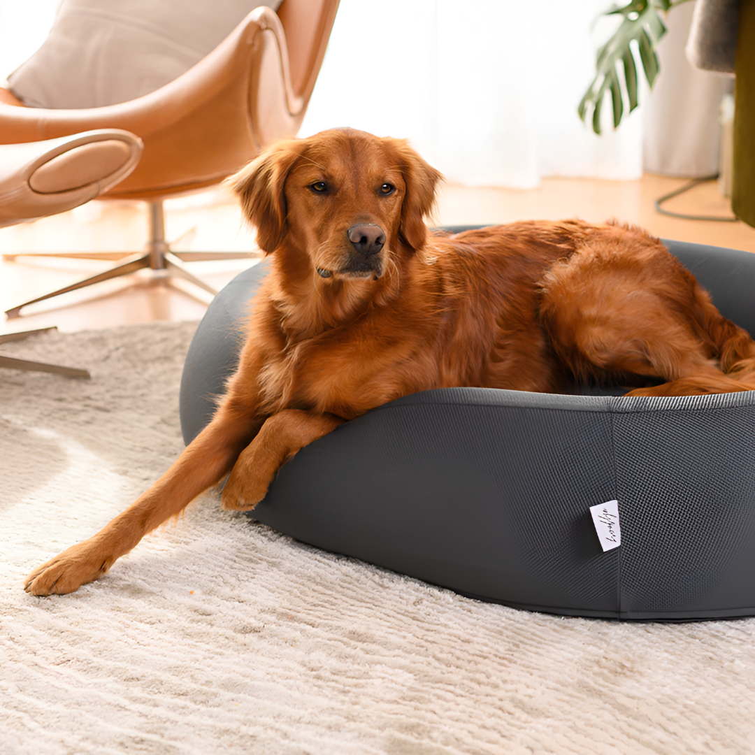 Top Tips for Choosing the Perfect Pet Bed