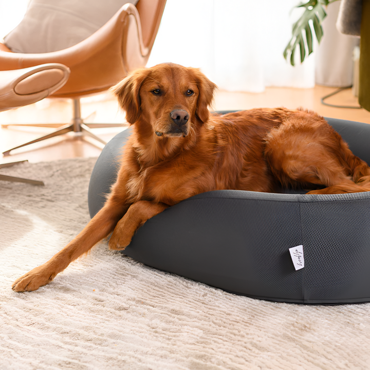 Top Tips for Choosing the Perfect Pet Bed