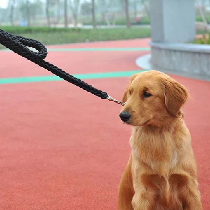 Alaska dog walking dog leash